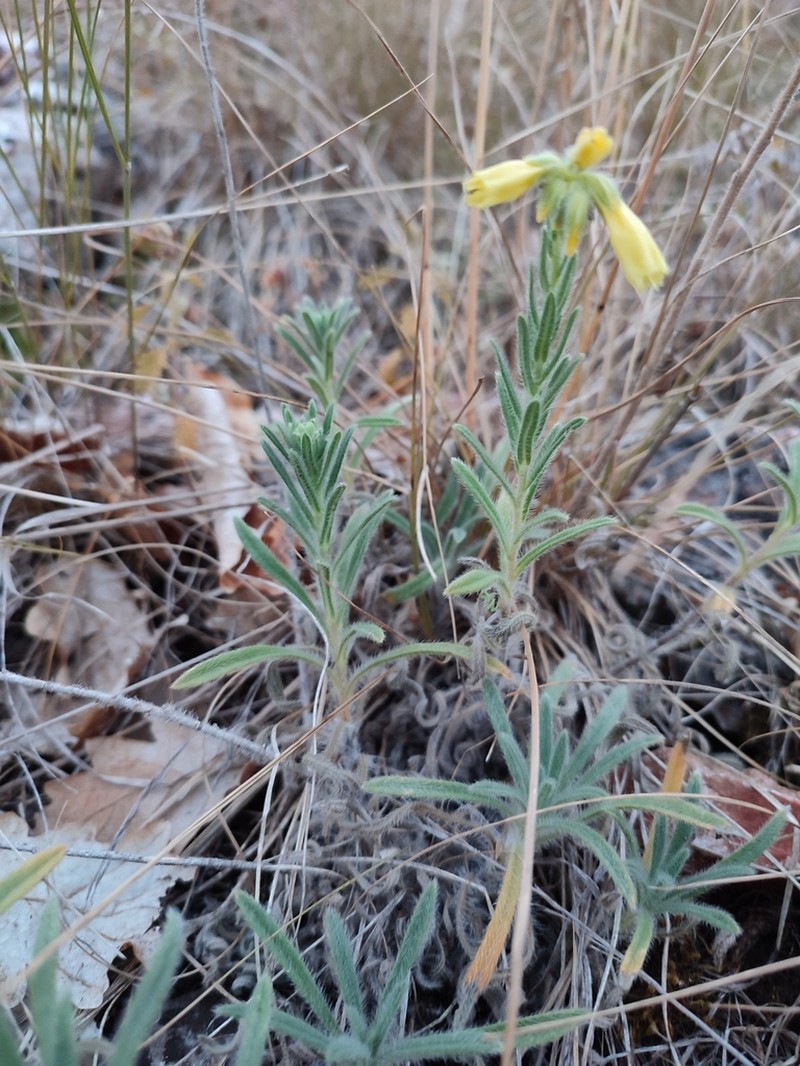 Onosma viridis photo 2