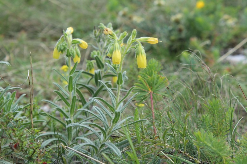 Onosma viridis photo 3