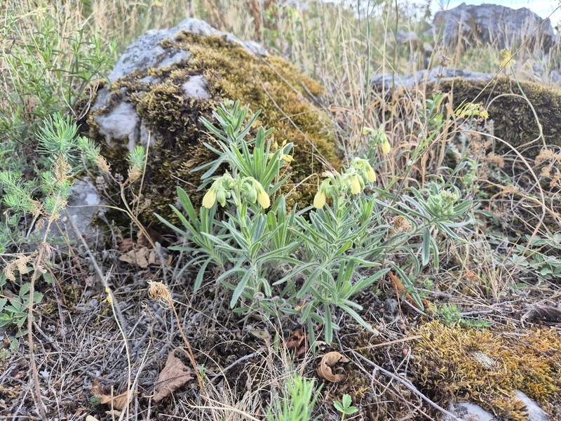 Onosma viridis photo 4