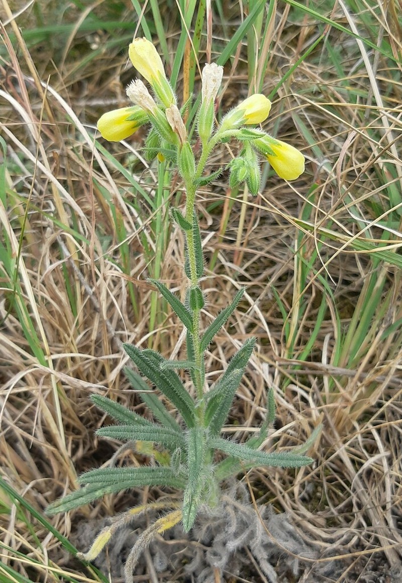 Onosma viridis photo 6