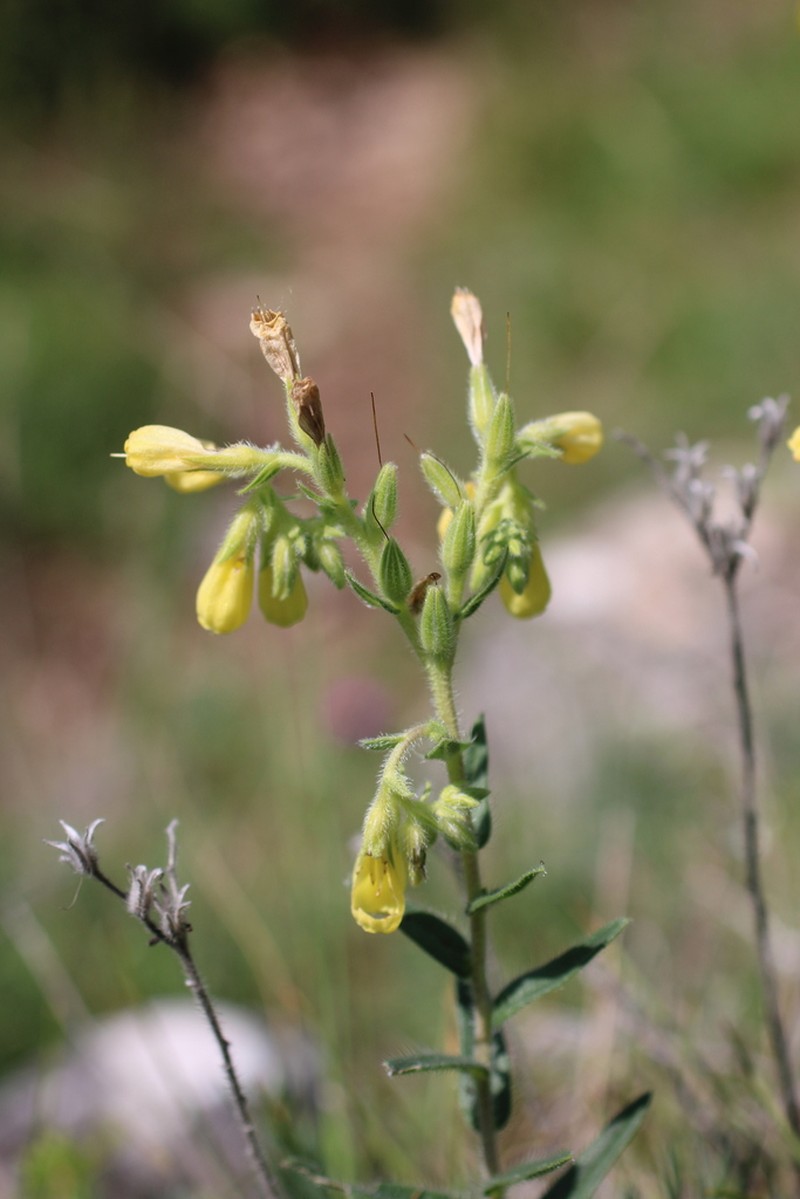 Onosma viridis photo 7