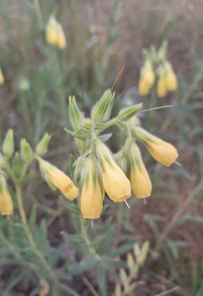 Onosma viridis photo 8