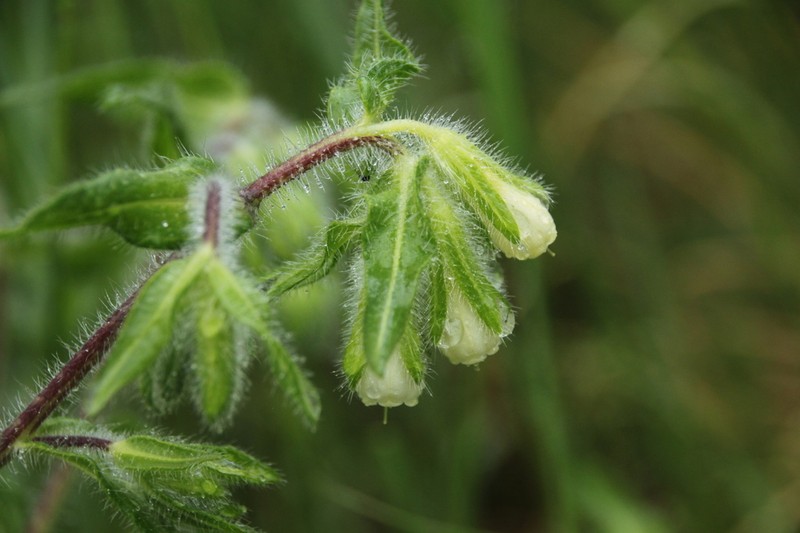 Onosma visianii