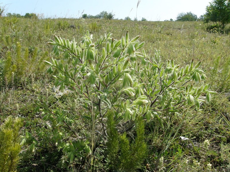 Onosma visianii photo 2