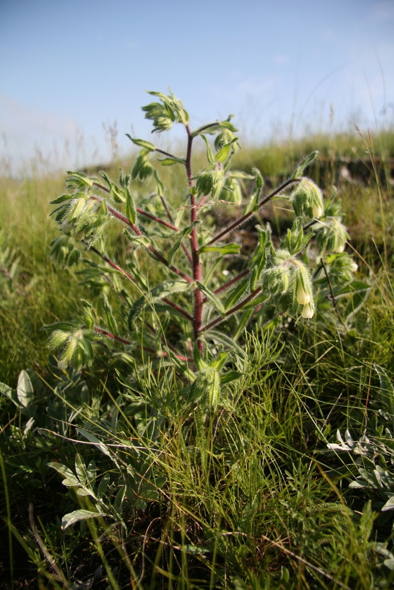 Onosma visianii photo 3
