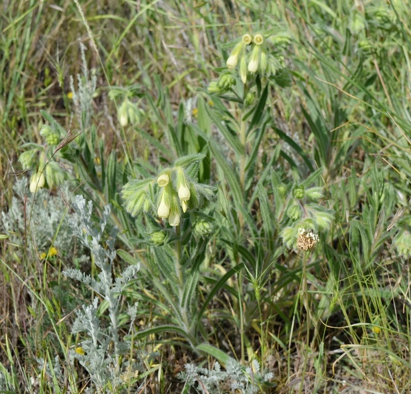 Onosma visianii photo 4