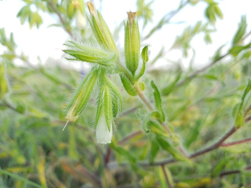 Onosma visianii photo 5