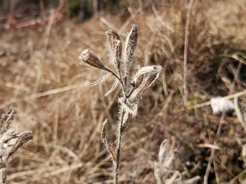 Onosma visianii photo 6