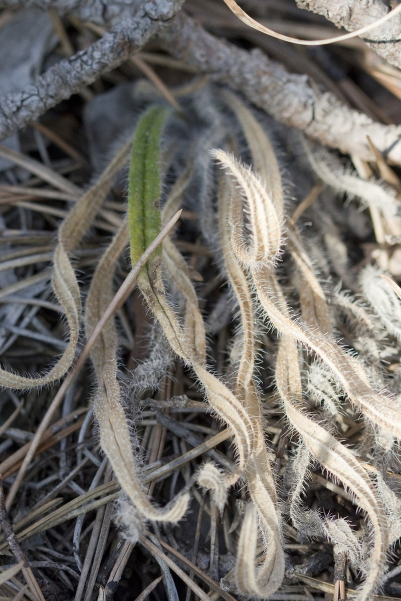 Onosma visianii photo 7
