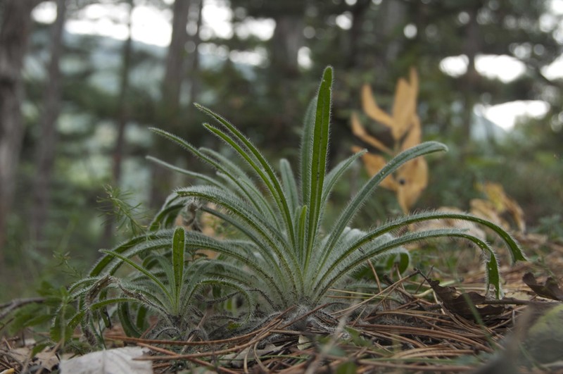 Onosma visianii photo 8
