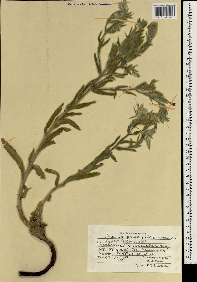 Onosma yamagatae