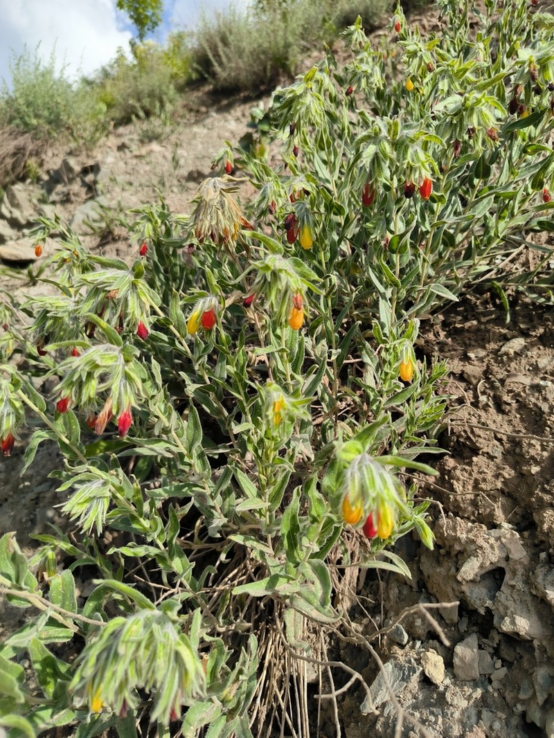 Onosma zerizaminum