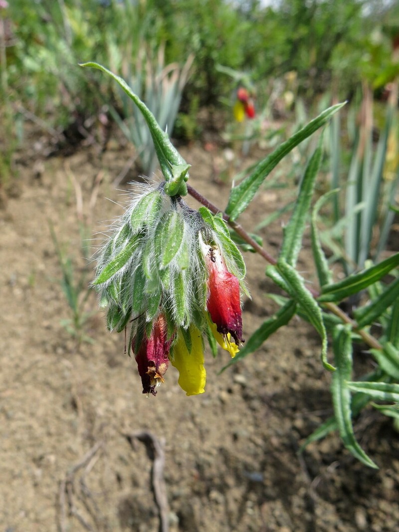 Onosma zerizaminum photo 2