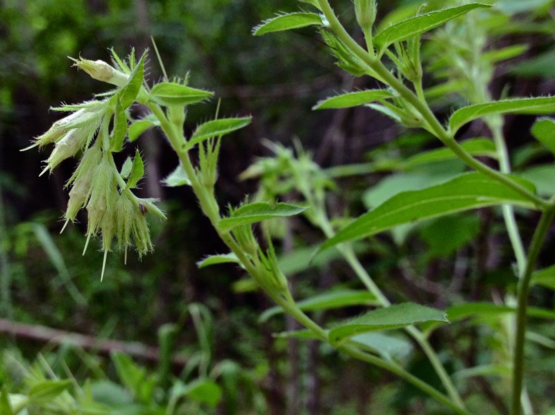 Wild Job's Tears photo 2