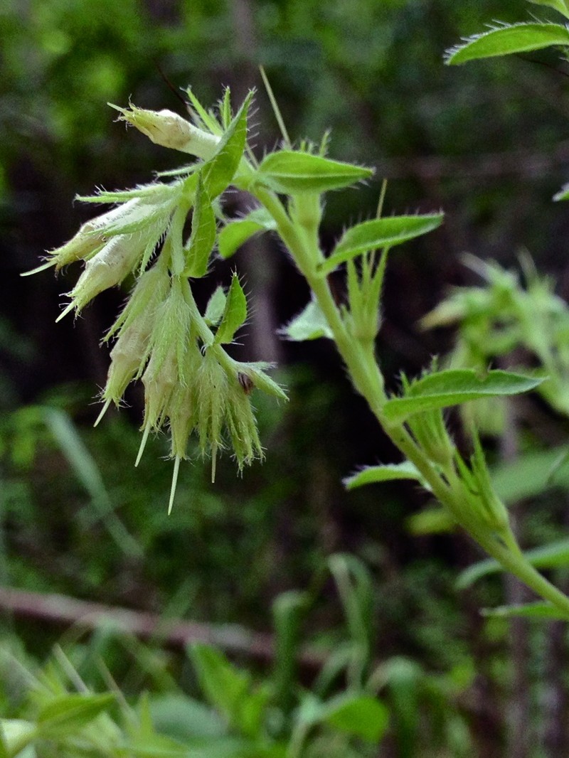 Wild Job's Tears photo 3