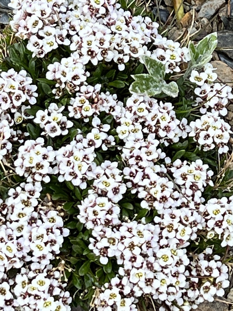 Onuris alismatifolia photo 3