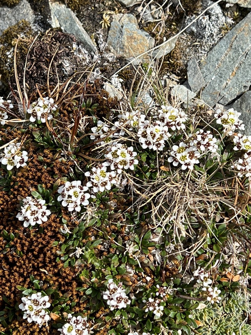 Onuris alismatifolia photo 4