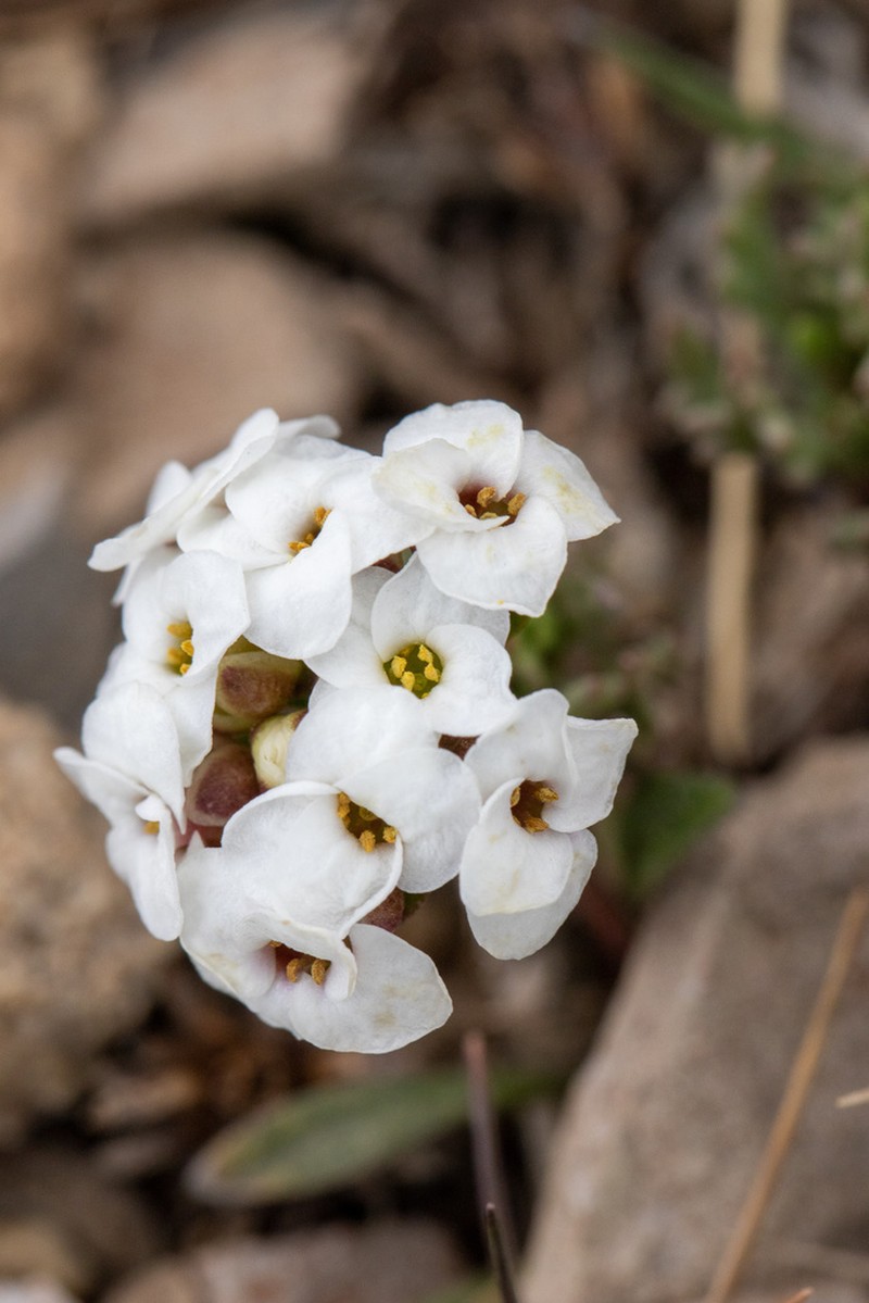 Onuris graminifolia