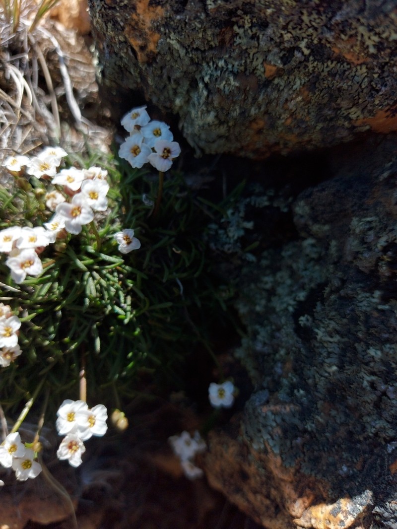 Onuris graminifolia photo 2
