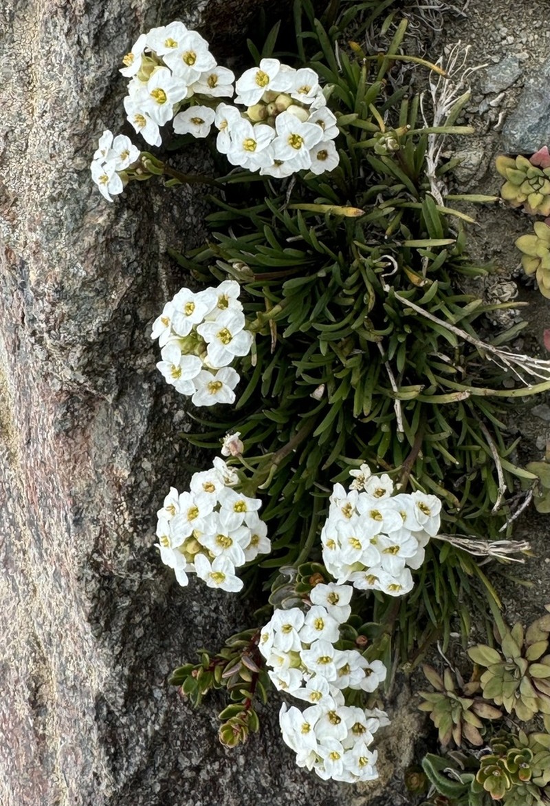 Onuris graminifolia photo 3