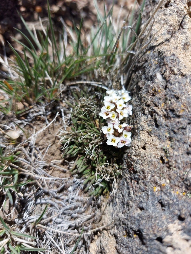 Onuris graminifolia photo 4