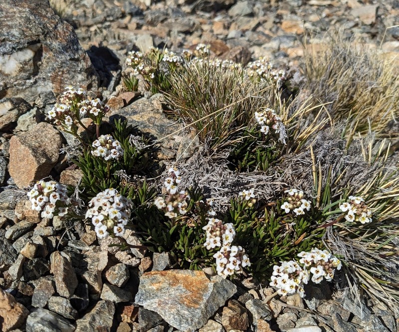 Onuris graminifolia photo 5