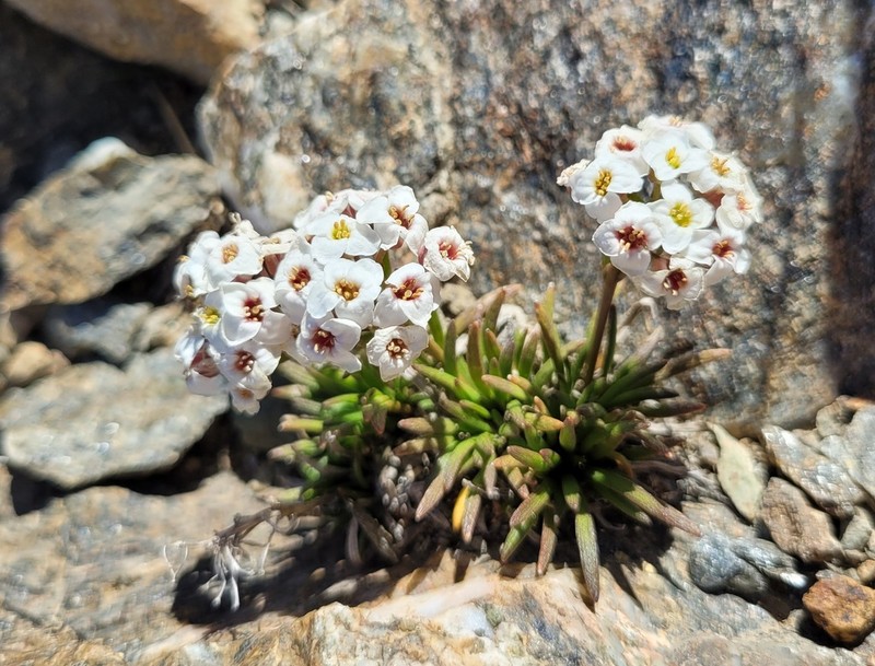 Onuris graminifolia photo 7
