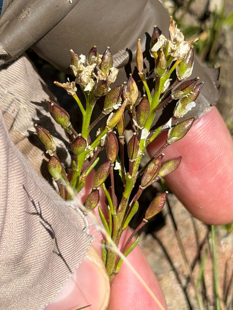Onuris graminifolia photo 8