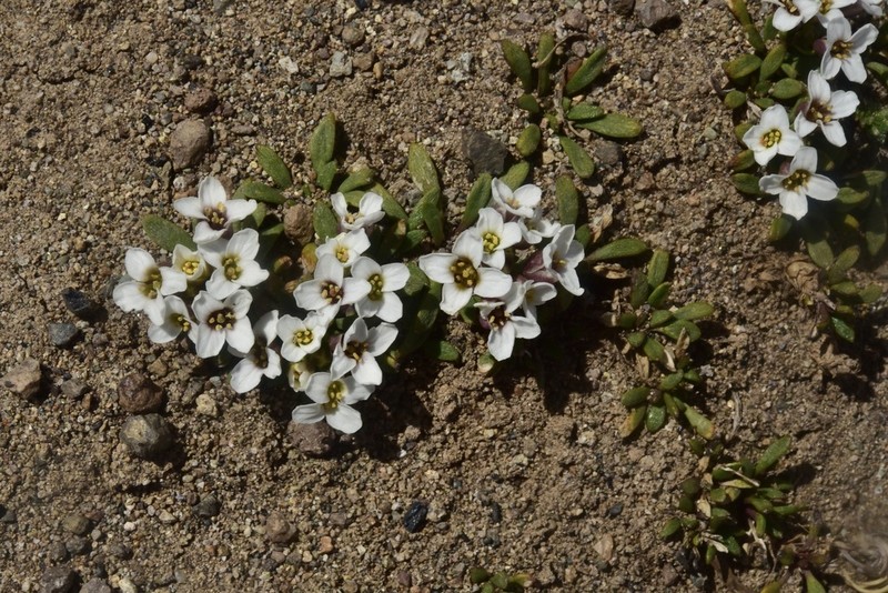 Onuris hatcheriana photo 2
