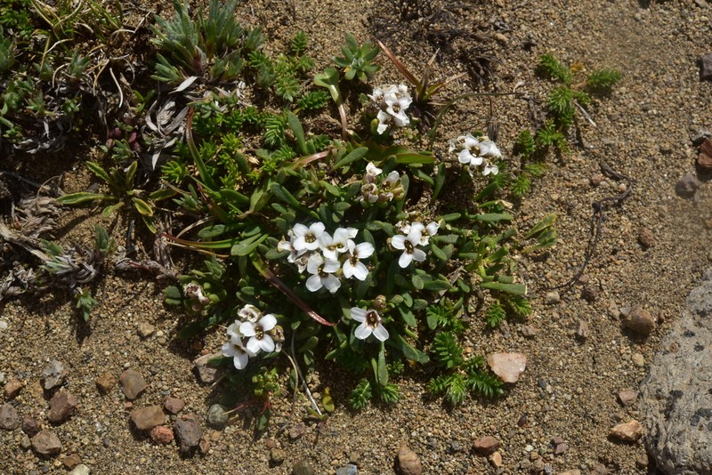 Onuris hatcheriana photo 3
