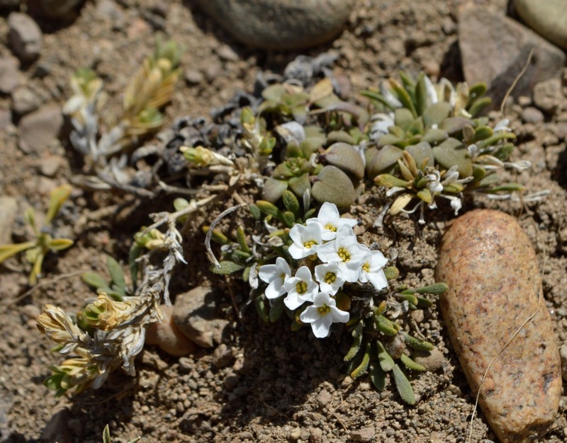 Onuris hatcheriana photo 4