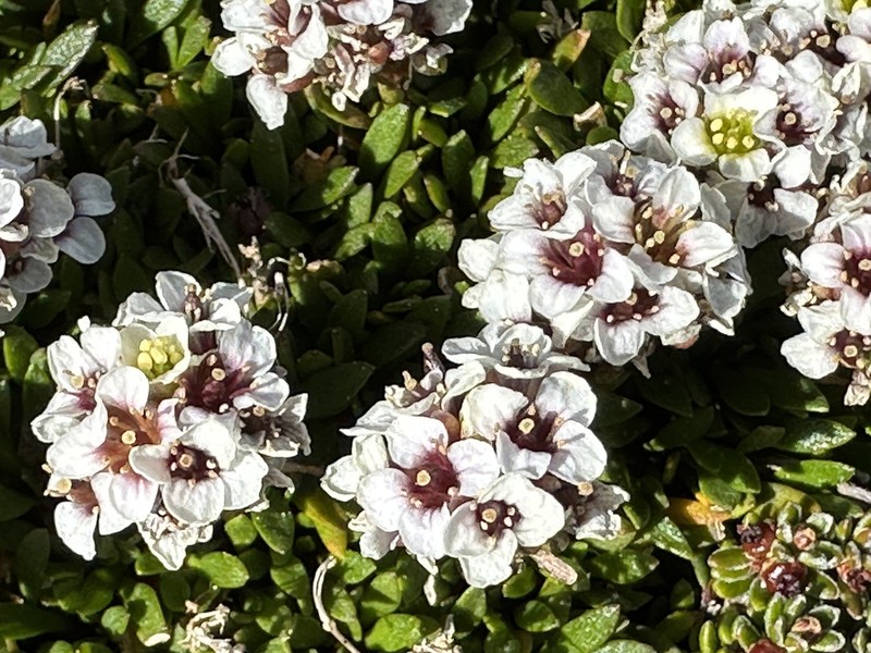 Onuris papillosa