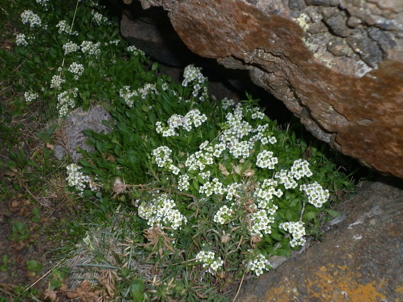 Onuris spegazziniana