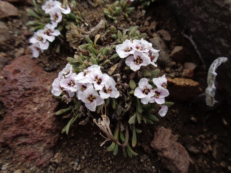 Onuris spegazziniana photo 2