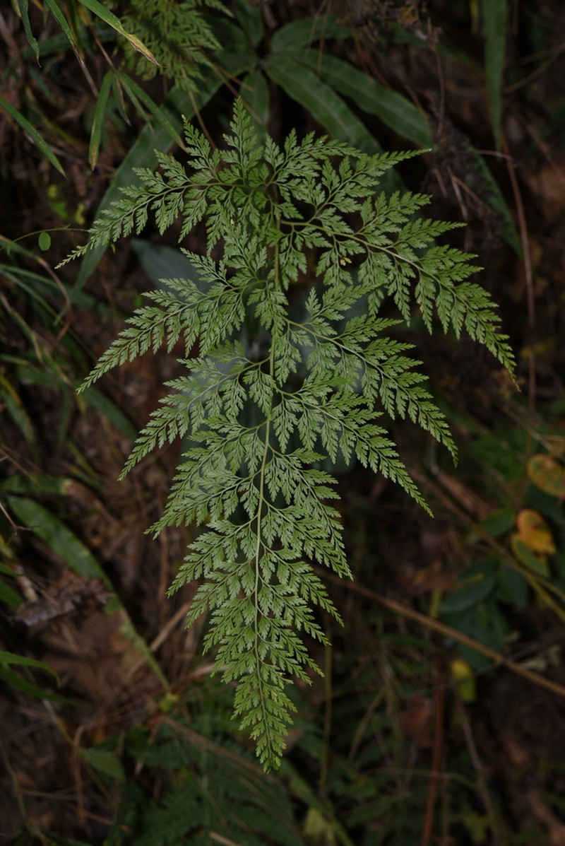 Onychium cryptogrammoides