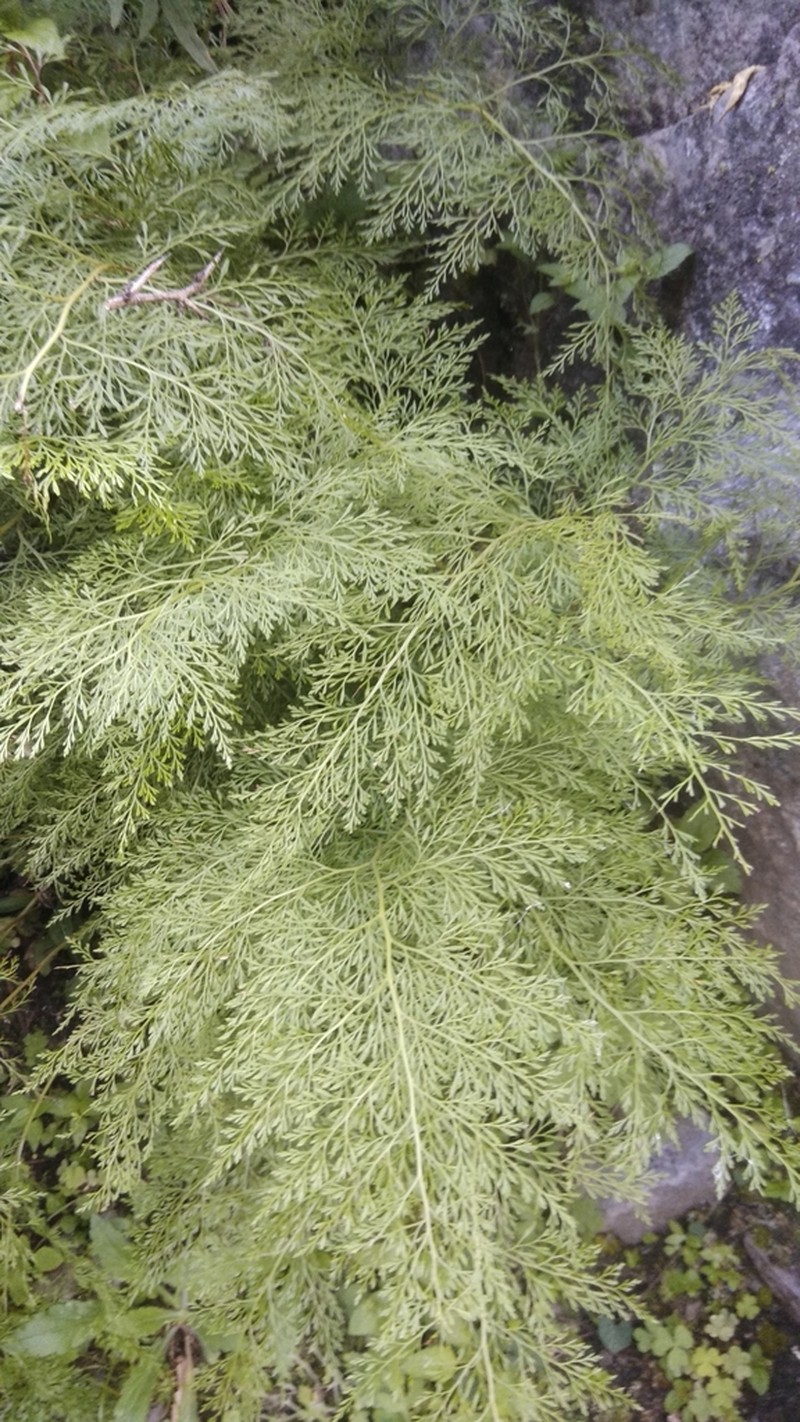 Onychium cryptogrammoides photo 2