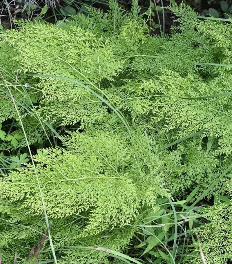 Onychium cryptogrammoides photo 3