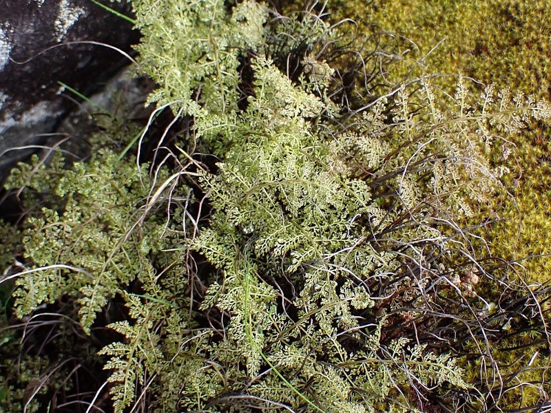 Onychium cryptogrammoides photo 4