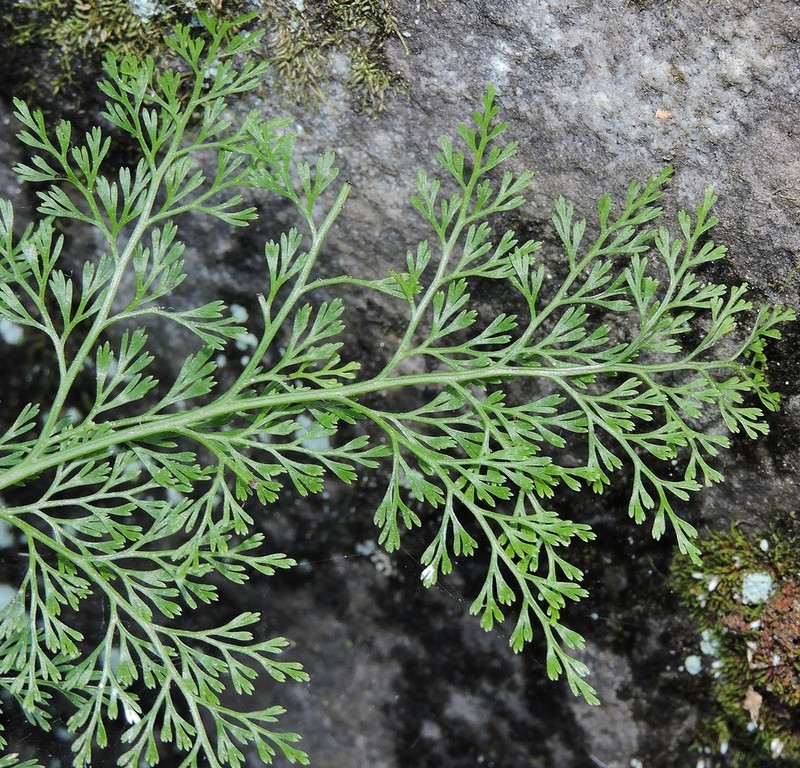 Onychium cryptogrammoides photo 5