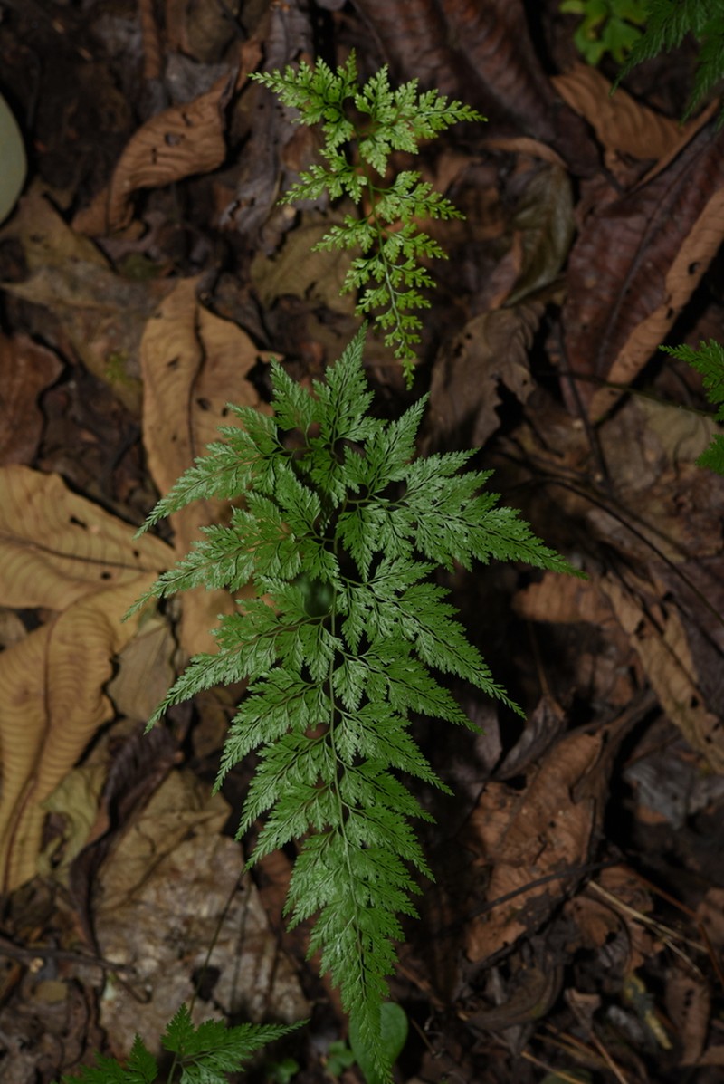 Onychium cryptogrammoides photo 6