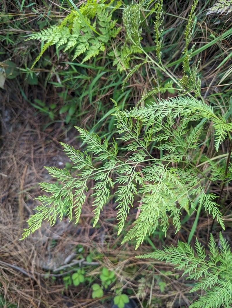 Onychium cryptogrammoides photo 7