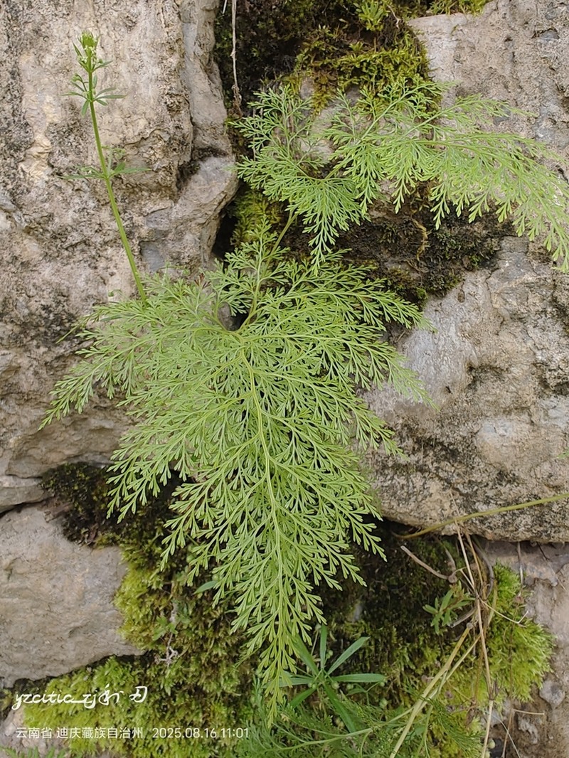 Onychium cryptogrammoides photo 8