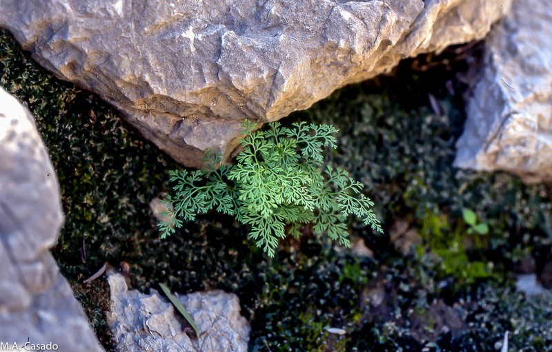 Onychium divaricatum
