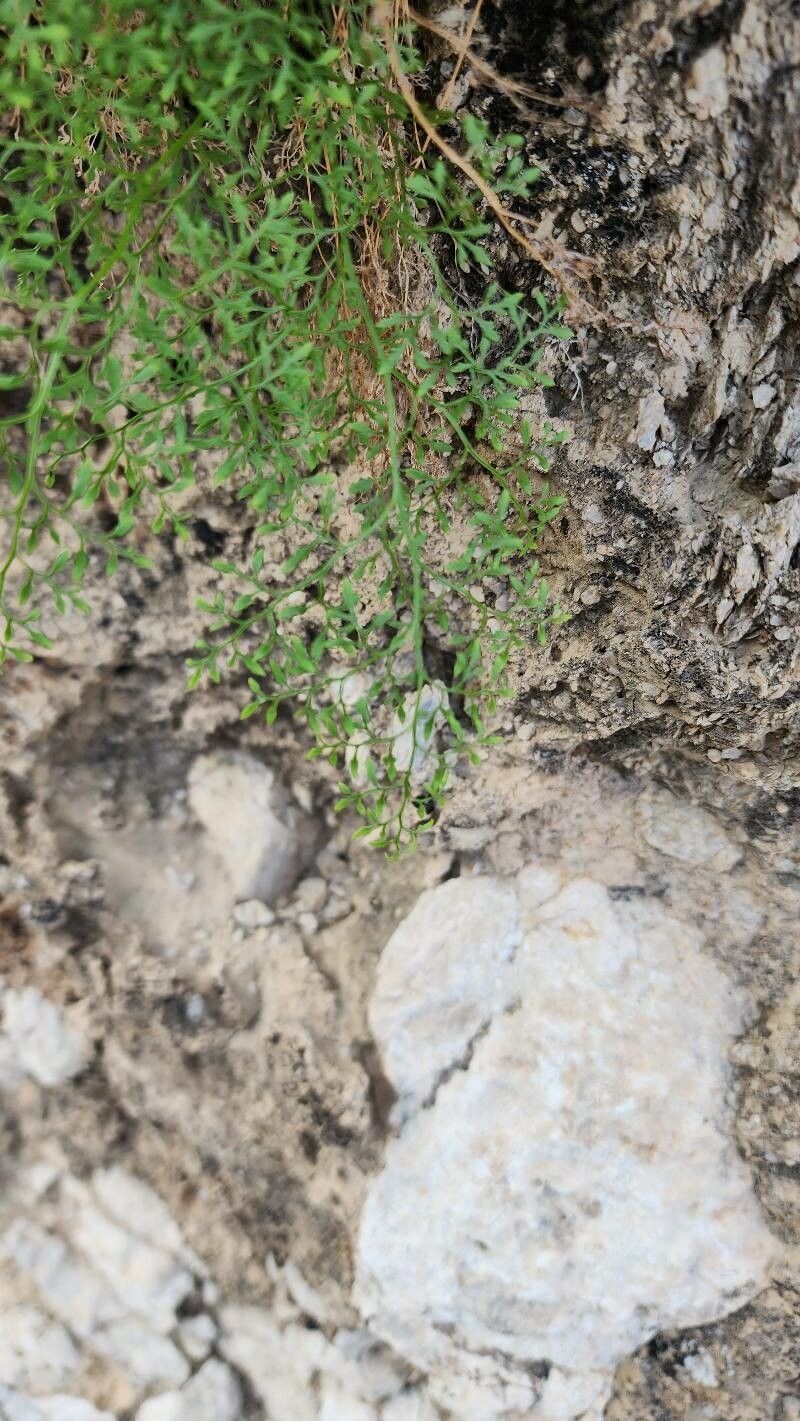 Onychium divaricatum photo 2