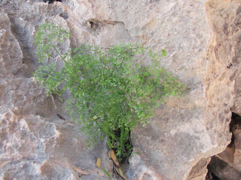 Onychium divaricatum photo 4
