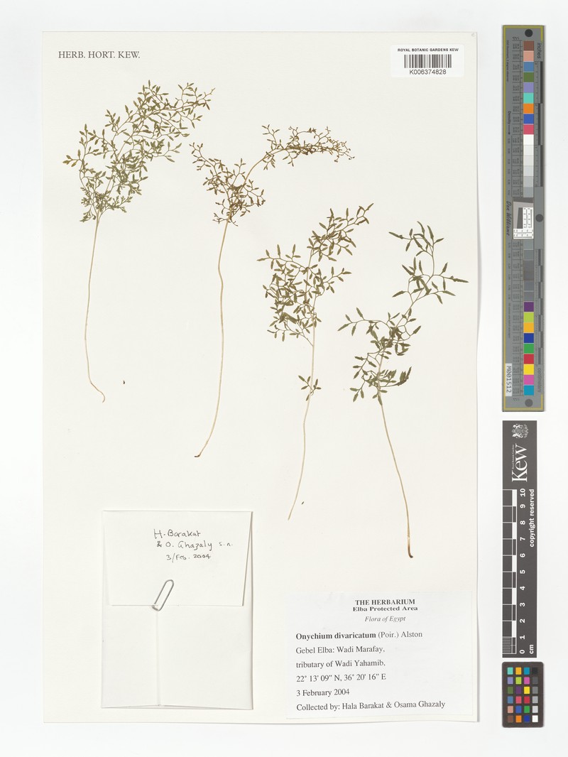 Onychium divaricatum photo 5