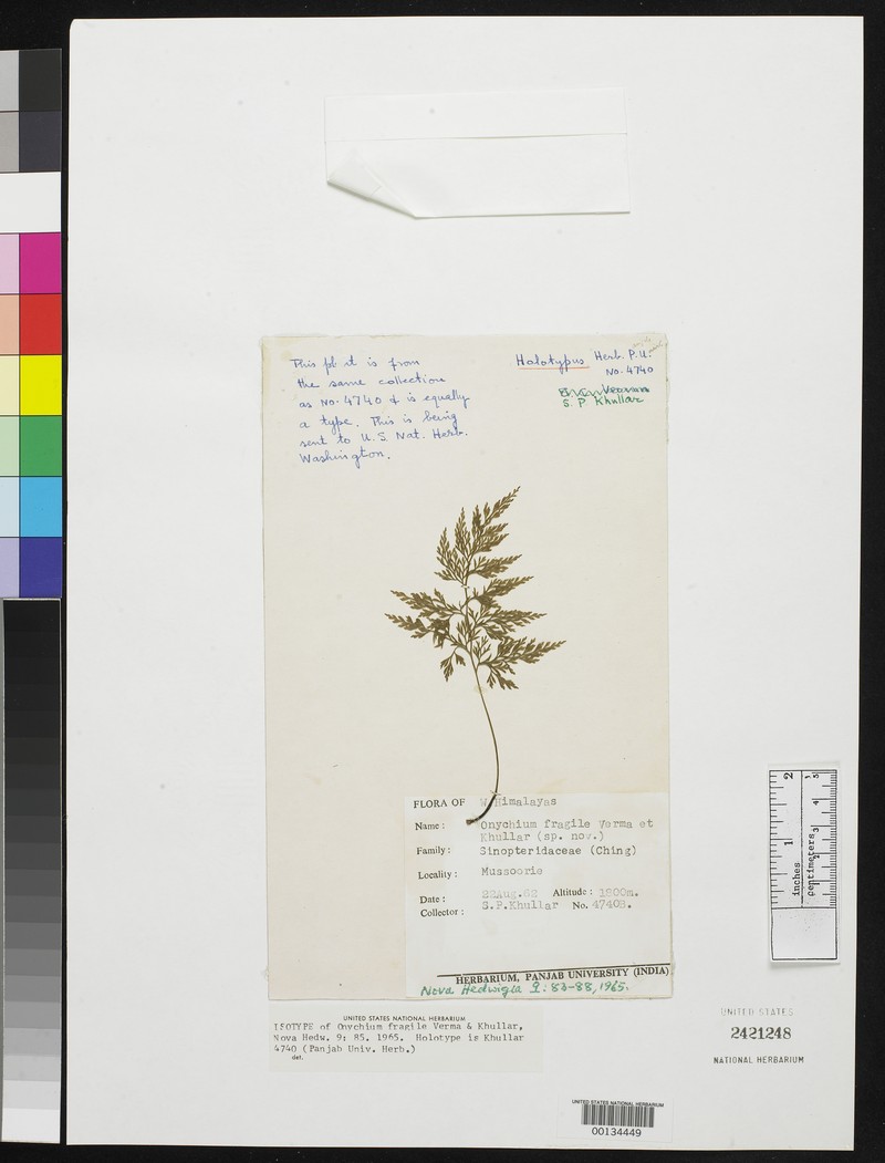 Onychium fragile