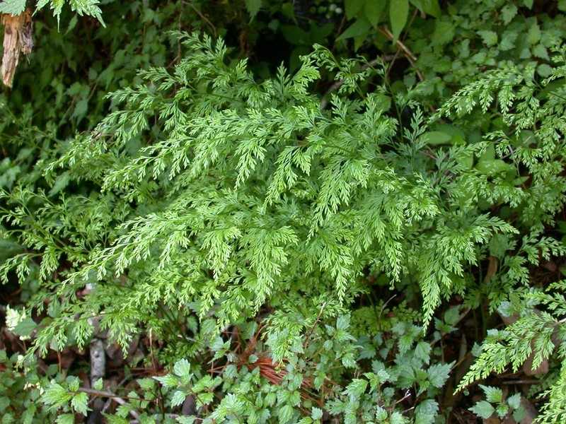 Onychium japonicum