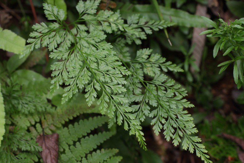 Onychium japonicum photo 2