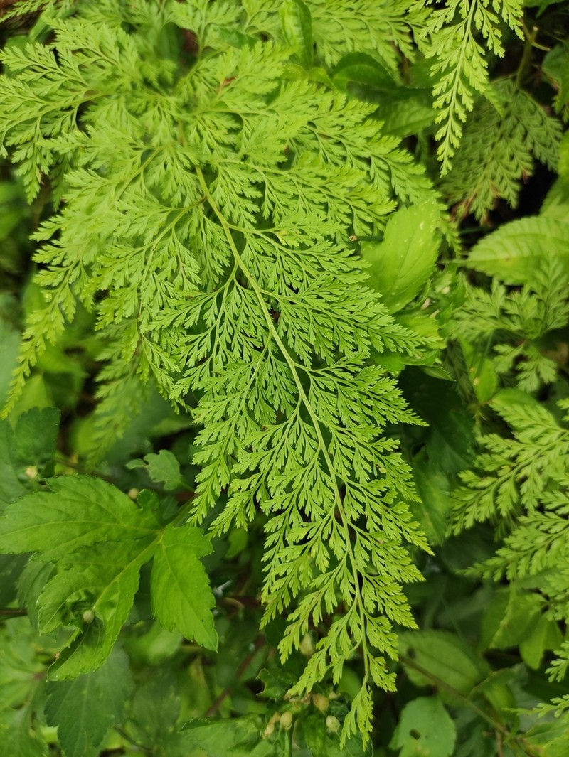 Onychium japonicum photo 3